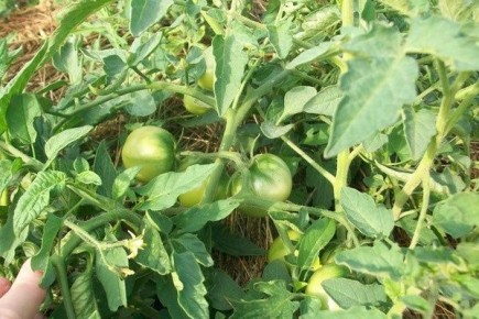 ����� ����: ������� ������ � ������ �����