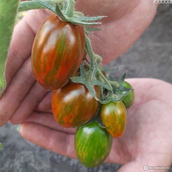 ����� ����� �������: ��������� ���� � ���������� ������