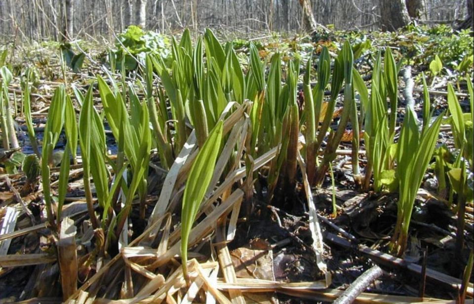 В Ингушетии прошёл фестиваль черемши - «Хьонк-тур»