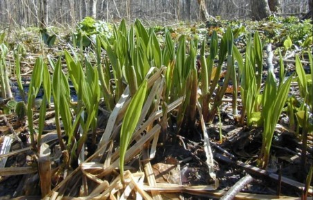 � ��������� ������ ��������� ������� - ������-���