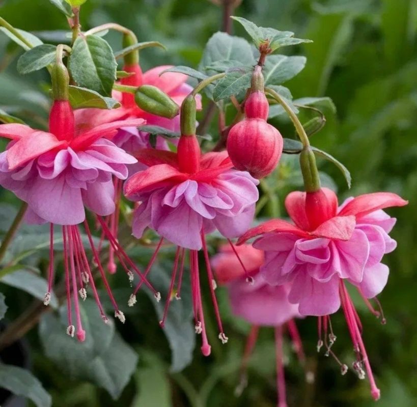 ��� ��������� ������ �������� ��������� ������ �����: ������� �����