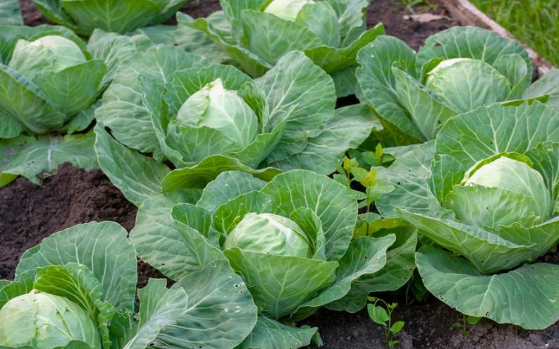 ������� ������: ���� � ������ ����, ������� � �������