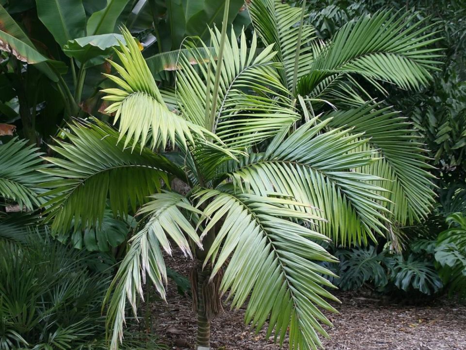 ��� ���� �������� ����� ������ ��� ���������� �� ���������� ��������� � ����?