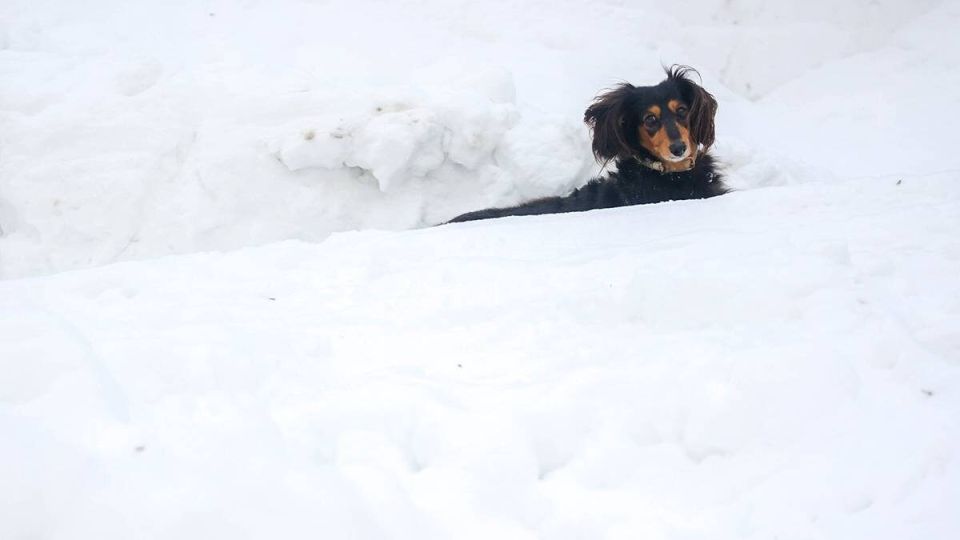 ������������� ������ ���������� ������������ � ����������� �������� � �������� ����������