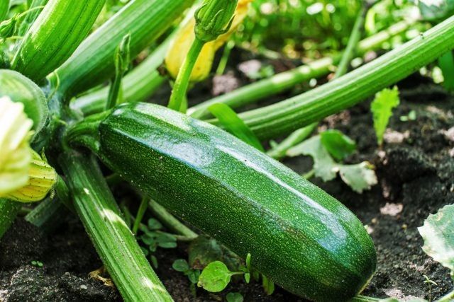 ��� ������� ������ ����� �������� ��� ������� ������