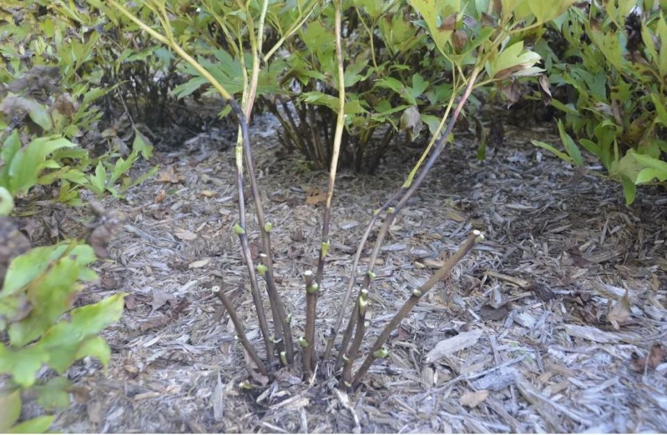 Секреты обрезки пионов: как правильно ухаживать в зависимости от их типа