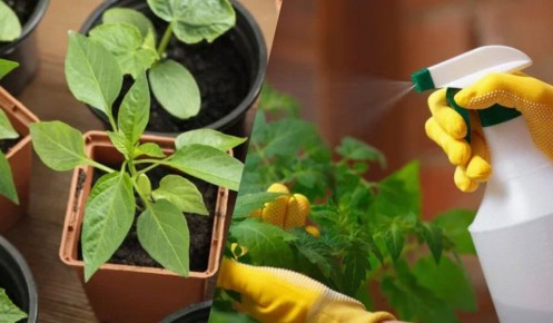 ����������� ������� ������ ������� �� �������� � ����������