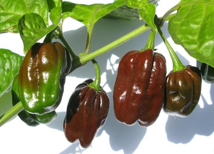 Фиолетовые перцы: необычные сорта, которые удивят вашего дачного соседа