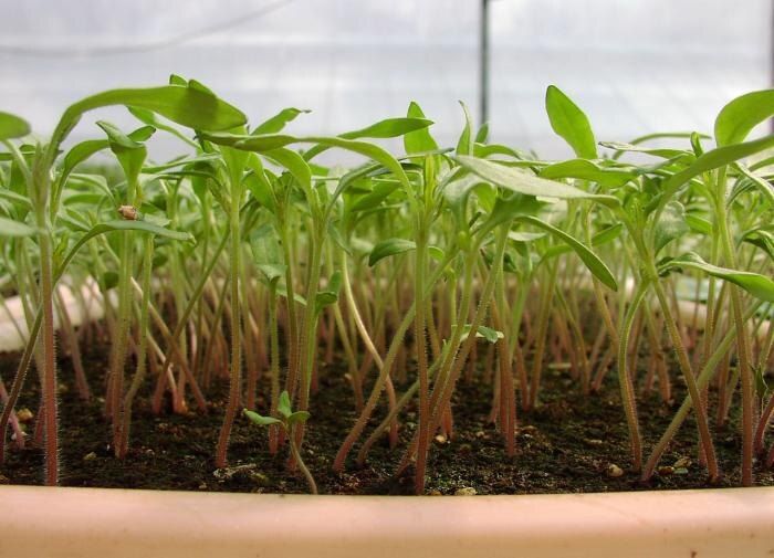 ����������� ����� ��������� ��� �������: ��� ����� ������