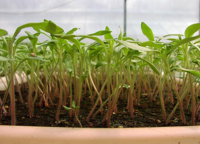 Эффективный выбор фитолампы для рассады: что важно учесть