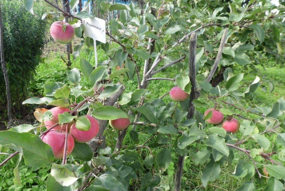 Уход за молодым садом: секреты успешного роста деревьев и ягод