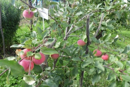 ���� �� ������� �����: ������� ��������� ����� �������� � ����