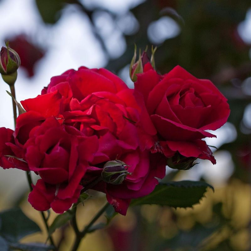 ��� ������� ����, ���������� ���� � ����� ������� ������