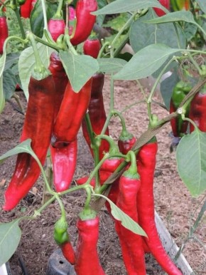 ������ ������ ������: ��� ��������� ������� ������� �����