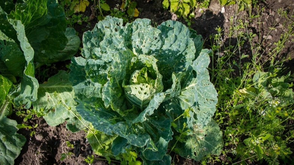 ��� �������� ������� �� �������: 5 ����������� �������� �������