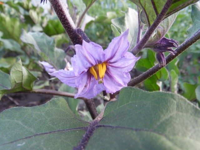 Почему цветы баклажанов опадают: основные причины и советы