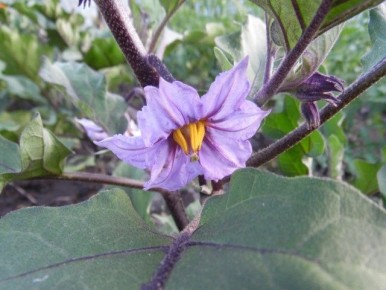 ������ ����� ���������� �������: �������� ������� � ������