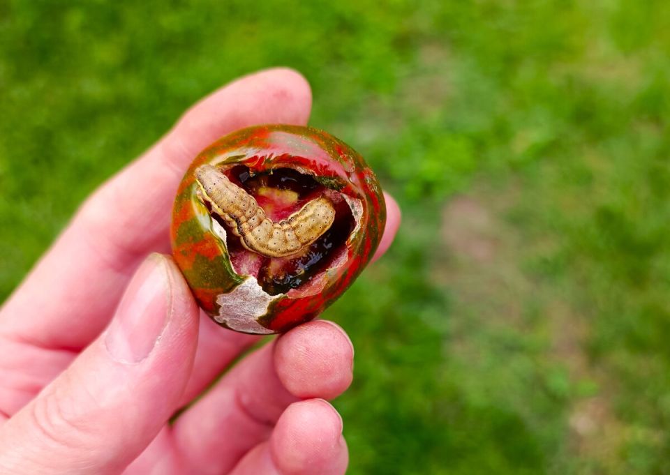 ��� ���������� ���������� � ������� � �������� ���� ������