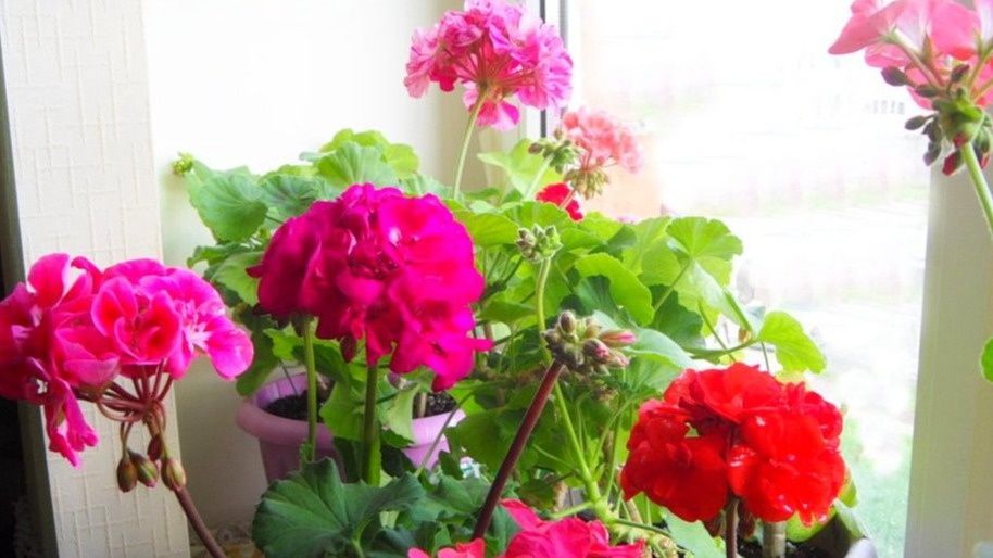 ��� ������� ������� ����� ������� ������ �������� �� ������ ����