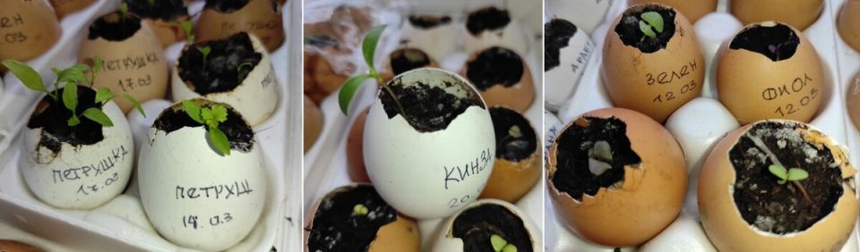 Как вырастить зелень на подоконнике: практические советы и лайфхаки