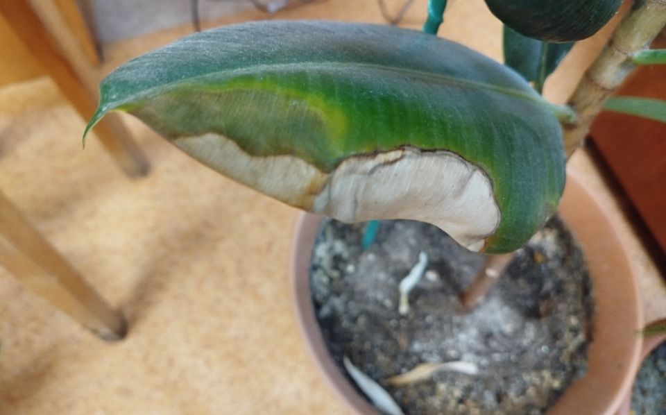 ��� �������� � ��������� ������ � �������� �������� �� ����������