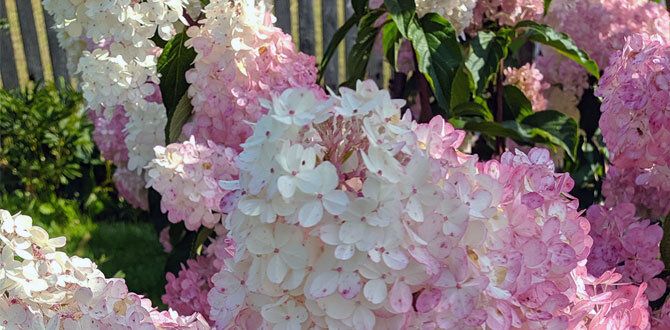 5 сортов гортензий, которые вдохновят на обновление сада