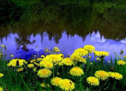 Как крапива и одуванчики превращаются в натуральное удобрение для сада