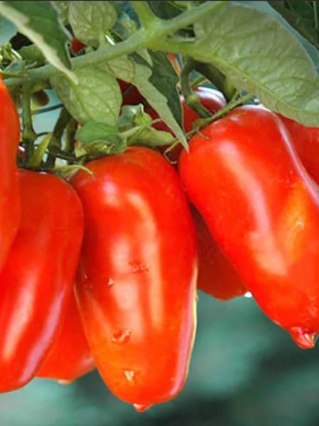 Чудо пальчики: томат с уникальными характеристиками и стабильным урожаем