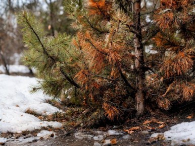 ����� ����� ������ ������: ����������� �������� � �������