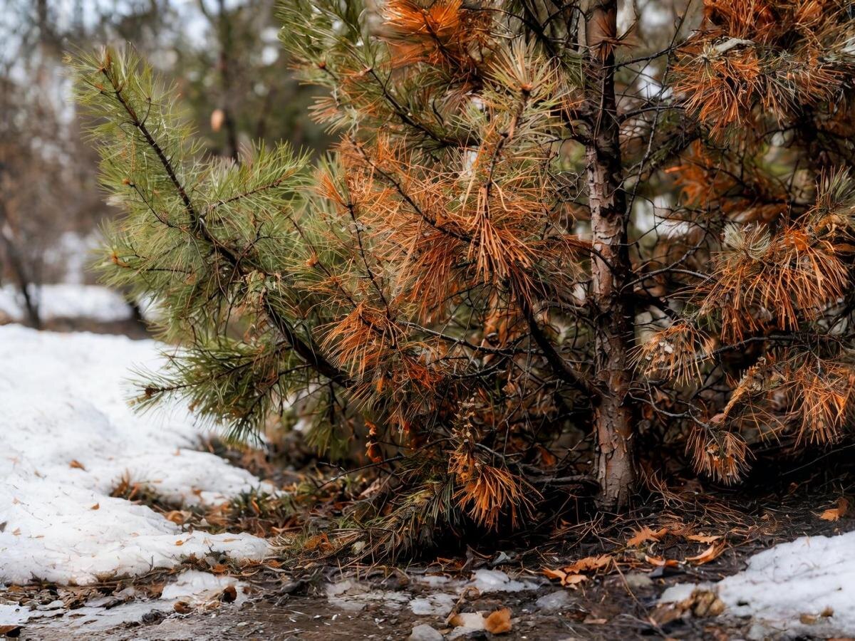 Когда сосны теряют иголки: заблуждения дачников в феврале