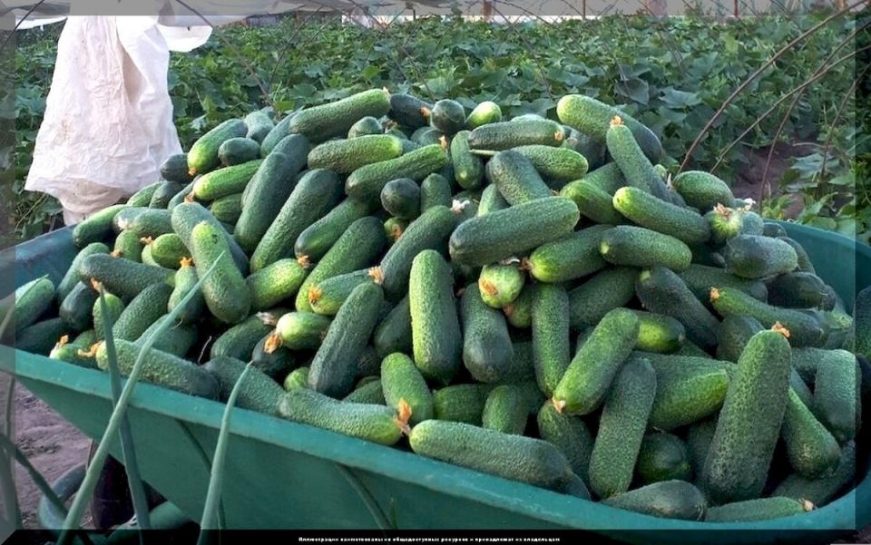 ��� ��������� ������������� ������: ������� ��� ������ ������