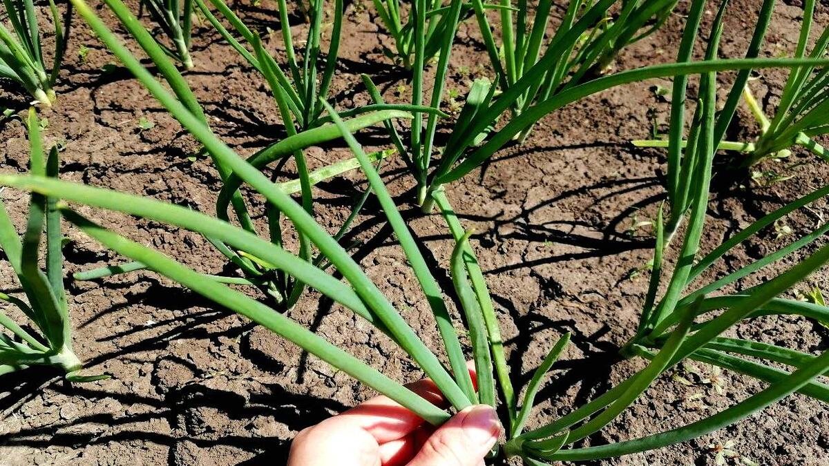 Как сохранить урожай лука: полезные советы для огородников
