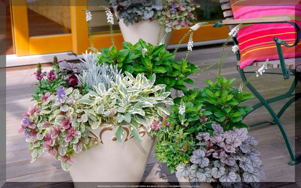 Цветы для зимнего сада: какие растения стоит забрать из сада