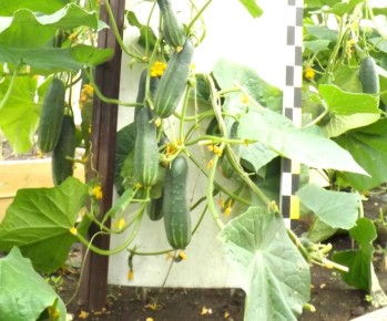 Огурец Феникс: Легенда, Выстоявшая Перед Временем