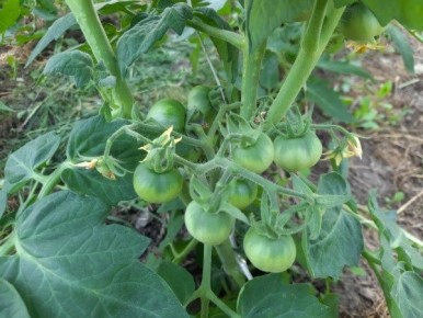 Томаты без забот: лучшие сорта для ленивых дачников