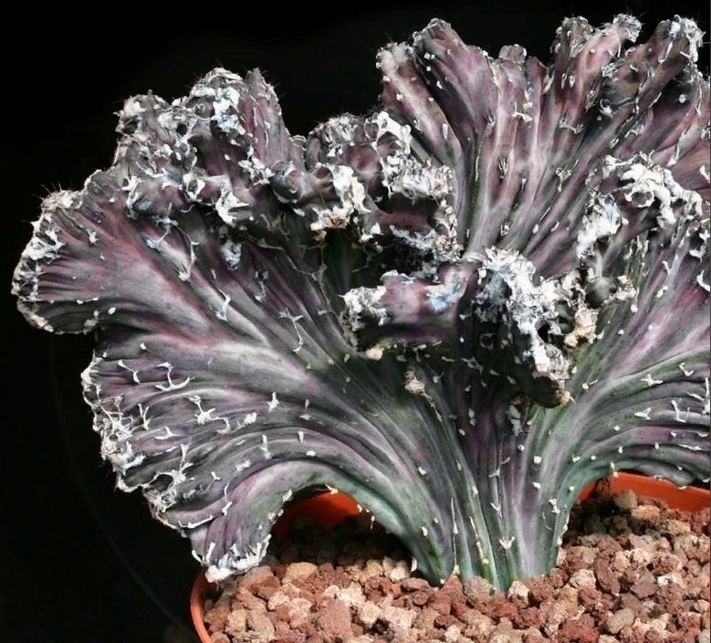 Дивные мутации растений: от кристаллов до монстров