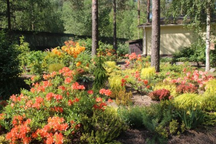 Цветовое буйство июня в саду: рододендроны в главной роли