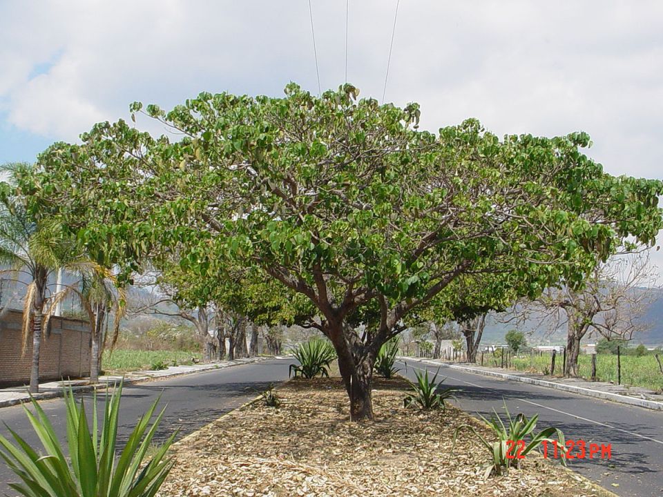 Дерево, которое может взорваться: мифы и факты о хуре