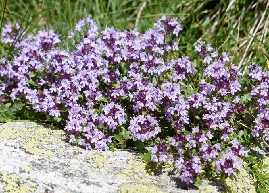 Сбор и сушка чабреца: Как сохранить максимум аромата и пользы