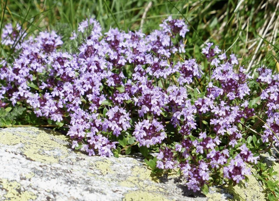 Сбор и сушка чабреца: Как сохранить максимум аромата и пользы