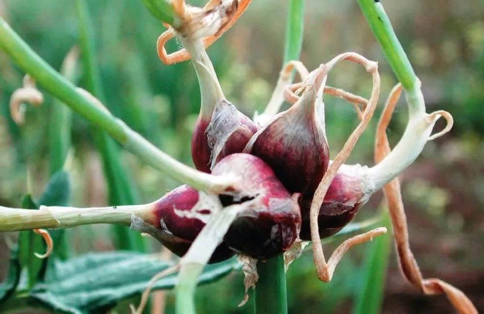 Многоярусный лук: стоит ли сажать его на своем участке?