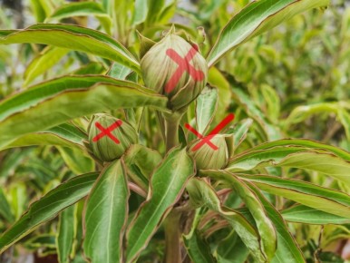 Как вернуть здоровье розам: секреты успешного ухода