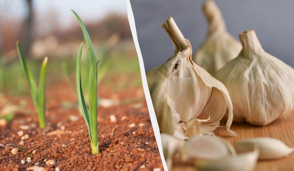 ������� ������ � �������� � �����: ��� ����� �����