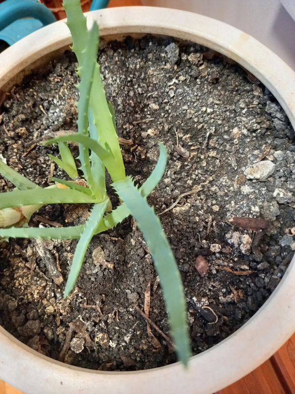 Как избавиться от белого налета на горшках: разбираем причины и решения