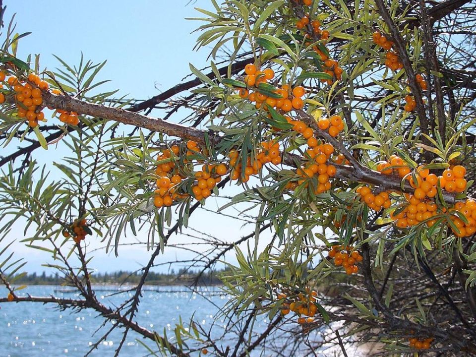 Облепиха: Как вырастить витаминное золото на своем участке без лишних хлопот