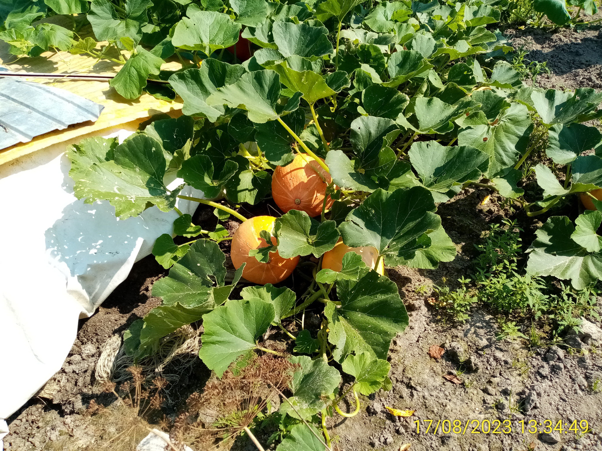 Навоз: секреты агрономической алхимии и возможные подводные камни