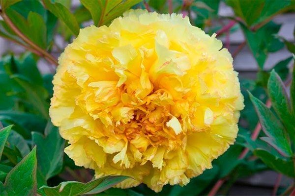 ���� ������ �����: ��� ��������� ��� ����� ���������