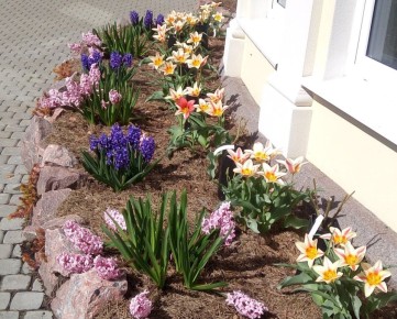 Гиацинты: неожиданная палитра цветов в вашем саду