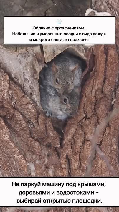 ночью -4…1°,. при прояснениях до -6°, днём -3…2°; в горных районах ночью 2…-7°, при прояснениях до