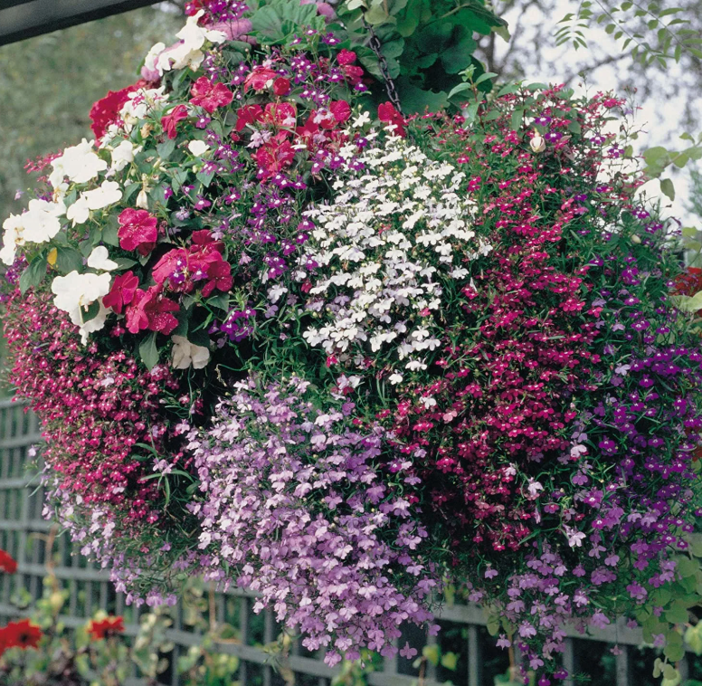 Новые горизонты для вашего сада: замена петунии и лобелии